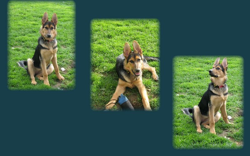 German Shepherd Puppy — Green, Calm, Afternoon, Photograph, Grass