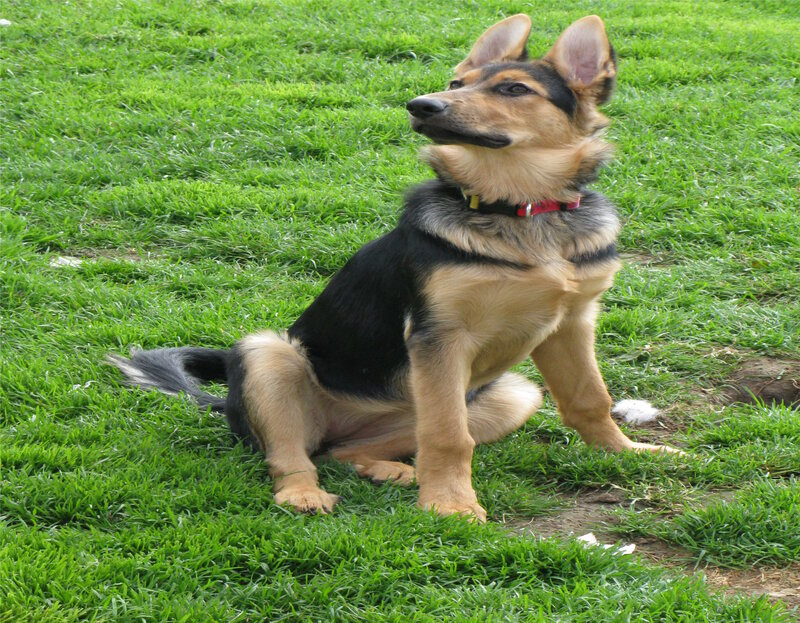 German Shepherd Puppy — Green, Calm, Afternoon