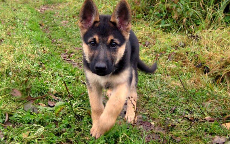 German Shepherd Puppy — Green, Calm, Autumn