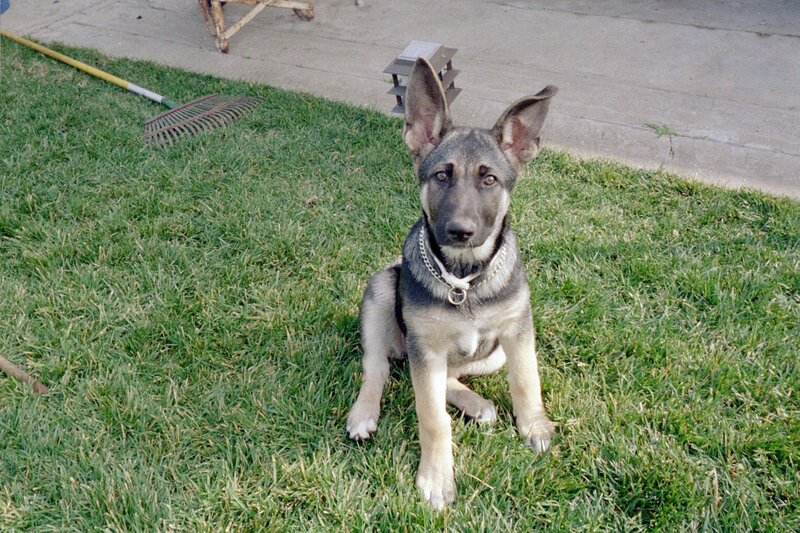 German Shepherd Puppy — Green, Calm