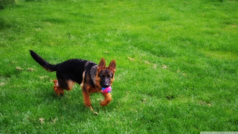 German Shepherd Puppy — Green, Playful, Afternoon, Photograph, Ball