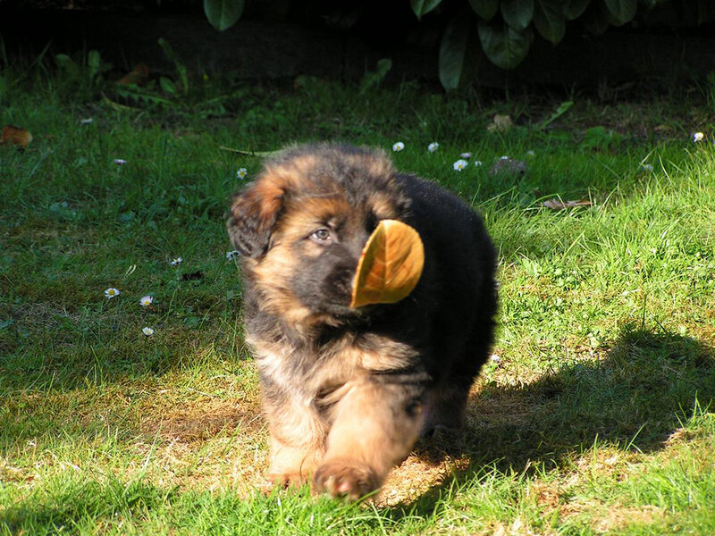 German Shepherd Puppy — Green, Playful, Afternoon, Photograph, Grass, Leaf