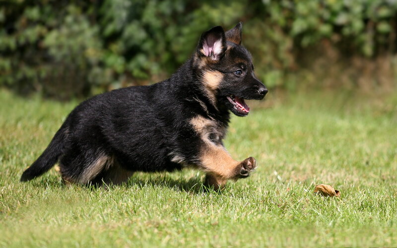 German Shepherd Puppy — Green, Playful, Afternoon, Photograph, Grass, Leaf, Trees