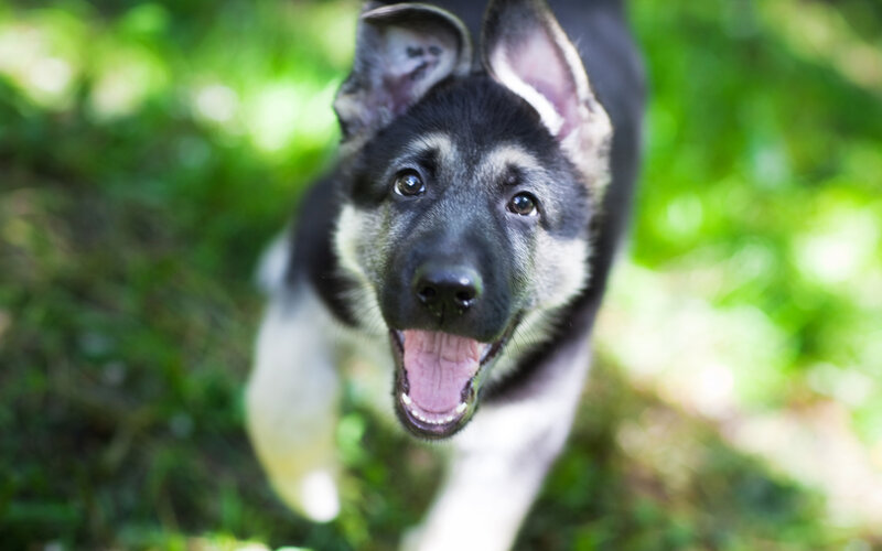 German Shepherd Puppy — Green, Playful, Afternoon, Photograph, Grass, Sunlight
