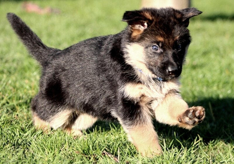 German Shepherd Puppy — Green, Playful, Afternoon, Photograph, Grass