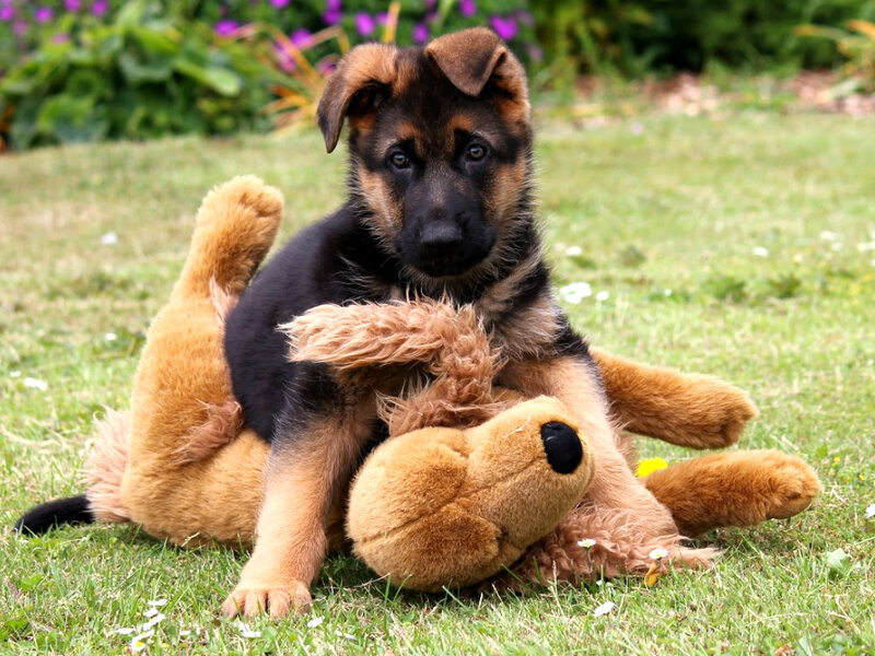 German Shepherd Puppy — Green, Playful, Afternoon, Photograph