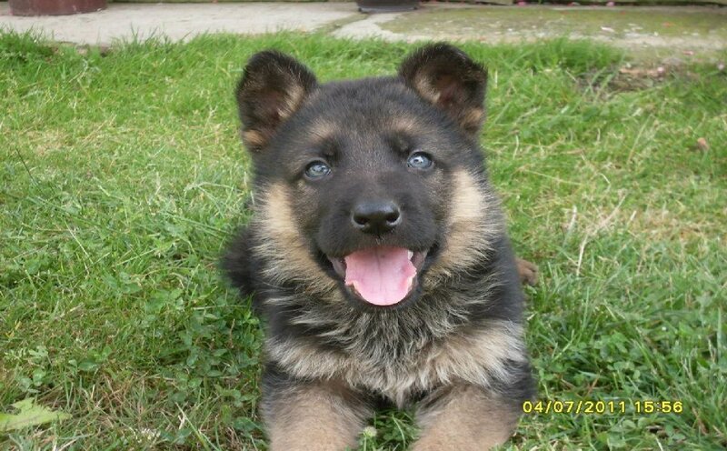 German Shepherd Puppy — Green, Playful, Afternoon