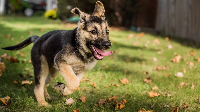 German Shepherd Puppy — Green, Playful, Autumn, Photograph, Grass