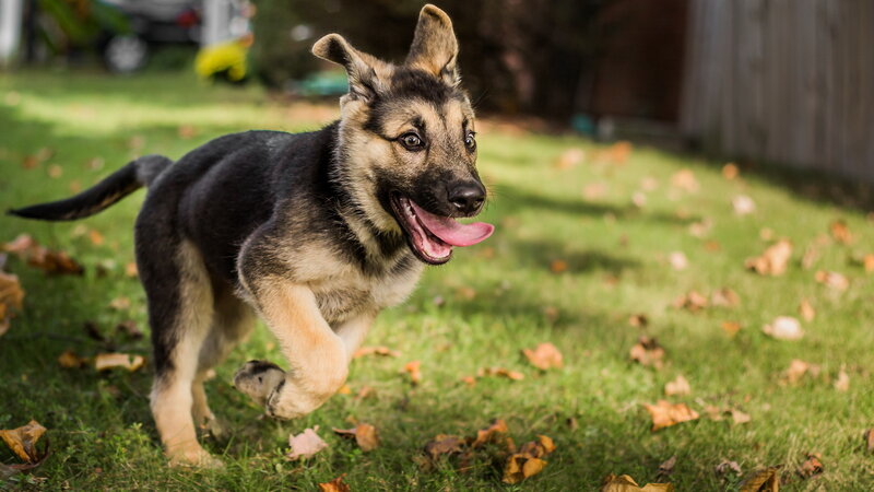 German Shepherd Puppy — Green, Playful, Autumn