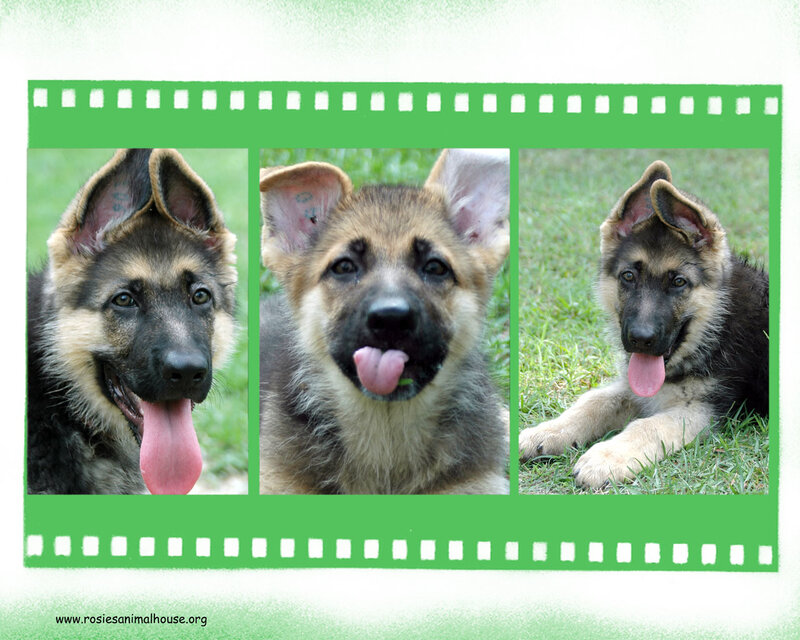 German Shepherd Puppy — Green, Playful