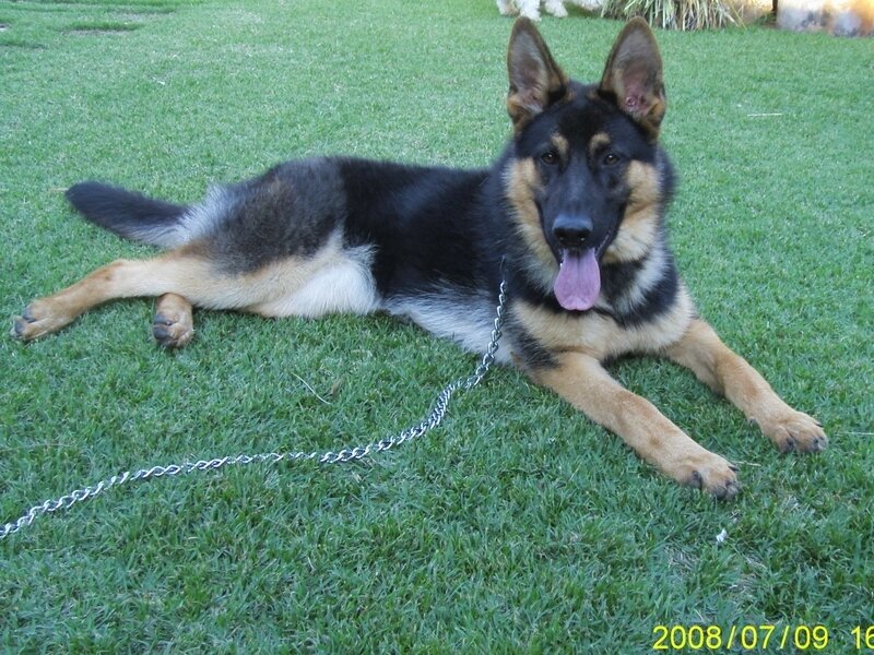 German Shepherd Puppy — Green, Relaxed