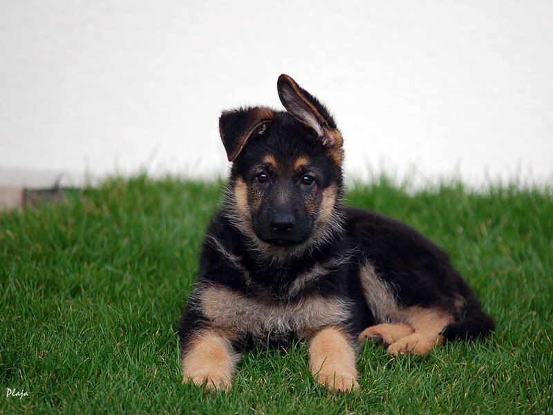 German Shepherd Puppy — Green