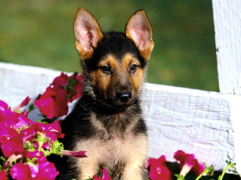German Shepherd puppy in flowers