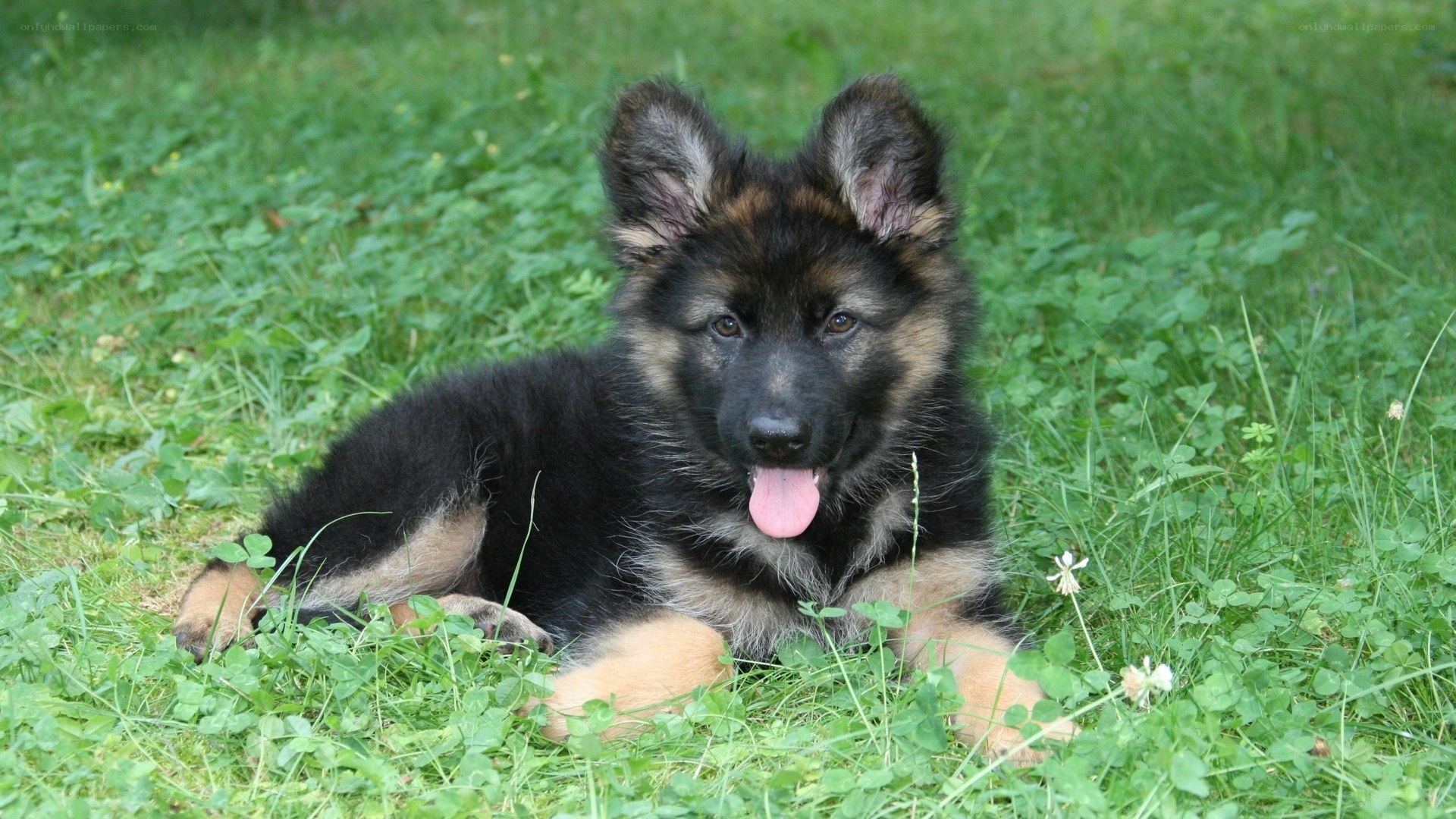 German Shepherd puppy in grass