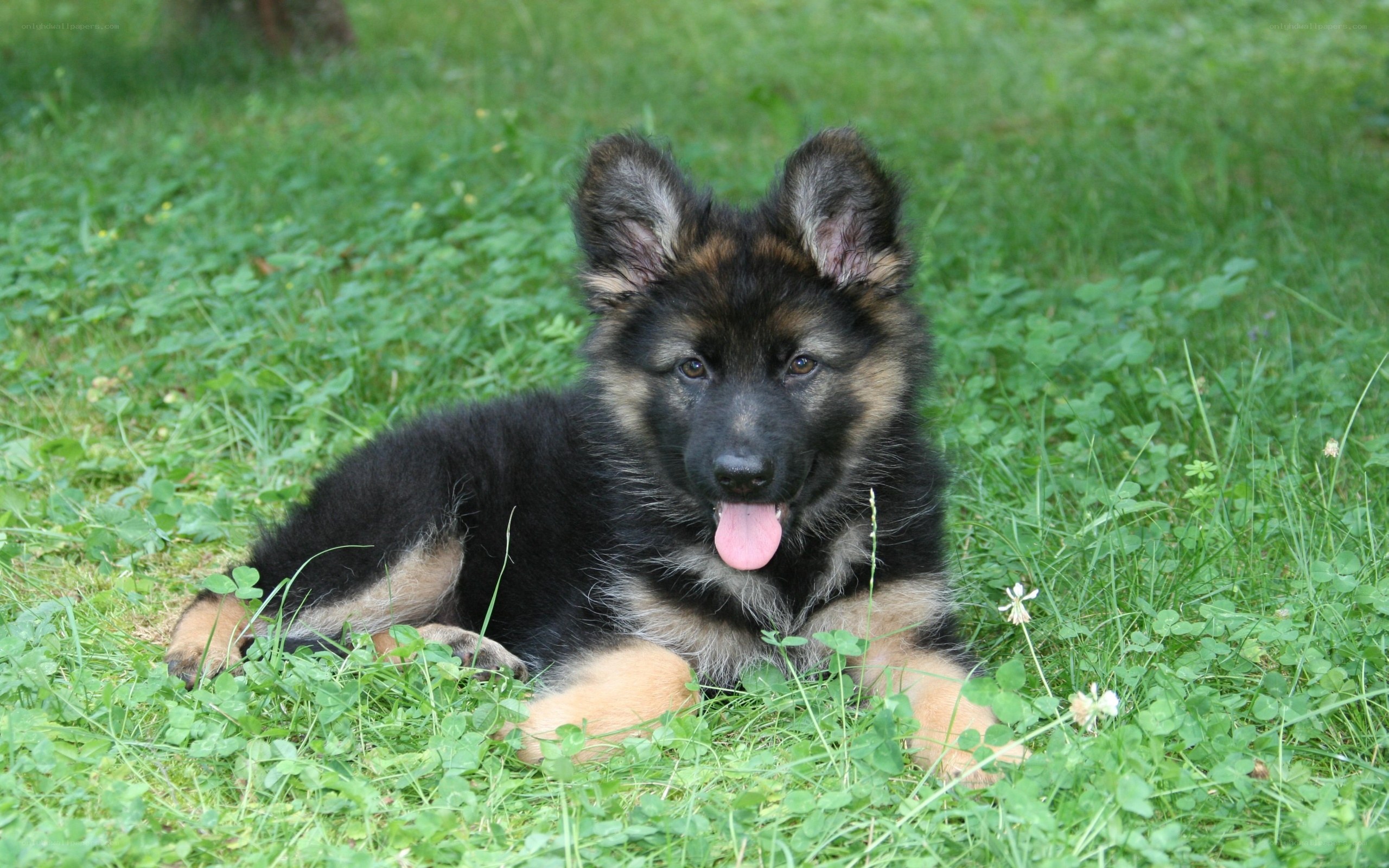 German Shepherd puppy in grass