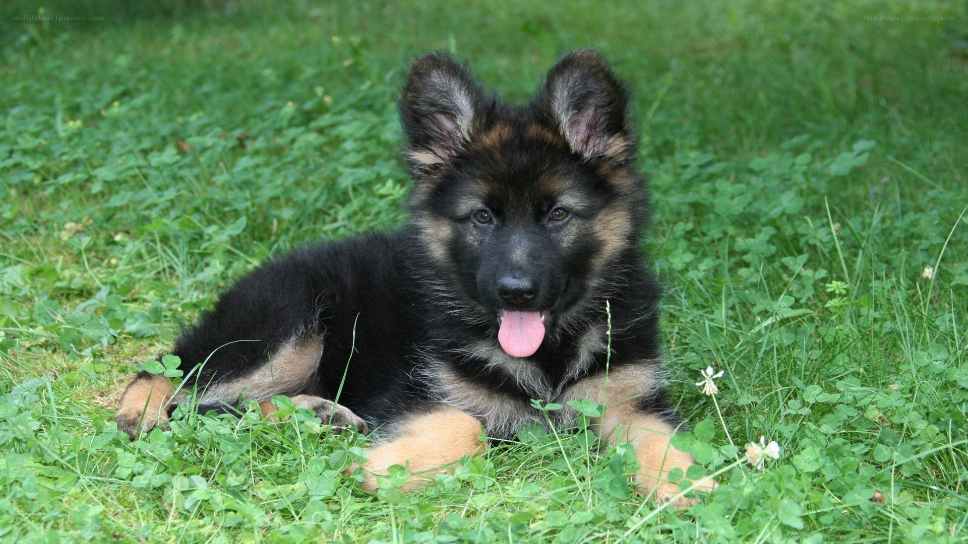 German Shepherd puppy in grass