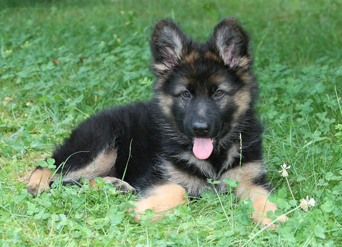 German Shepherd puppy in grass