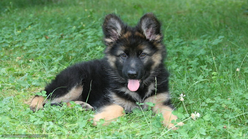 German Shepherd puppy in grass