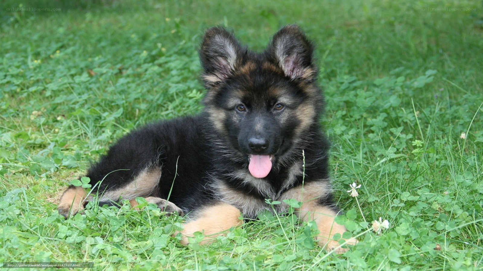 German Shepherd puppy in grass