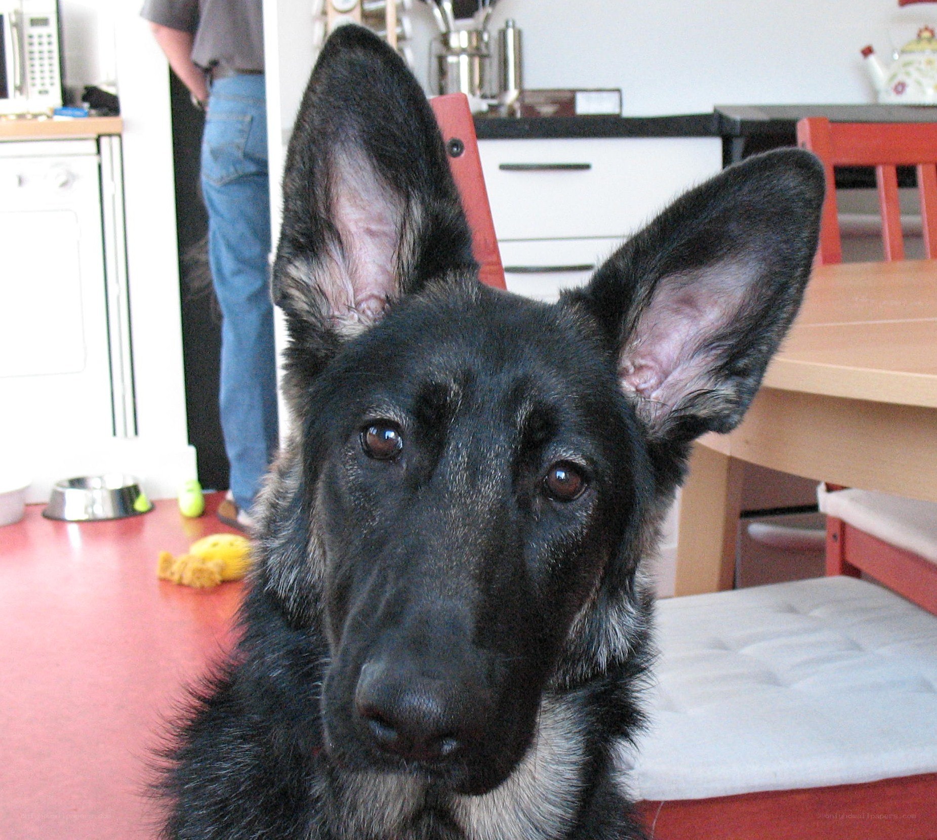 German Shepherd puppy in kitchen