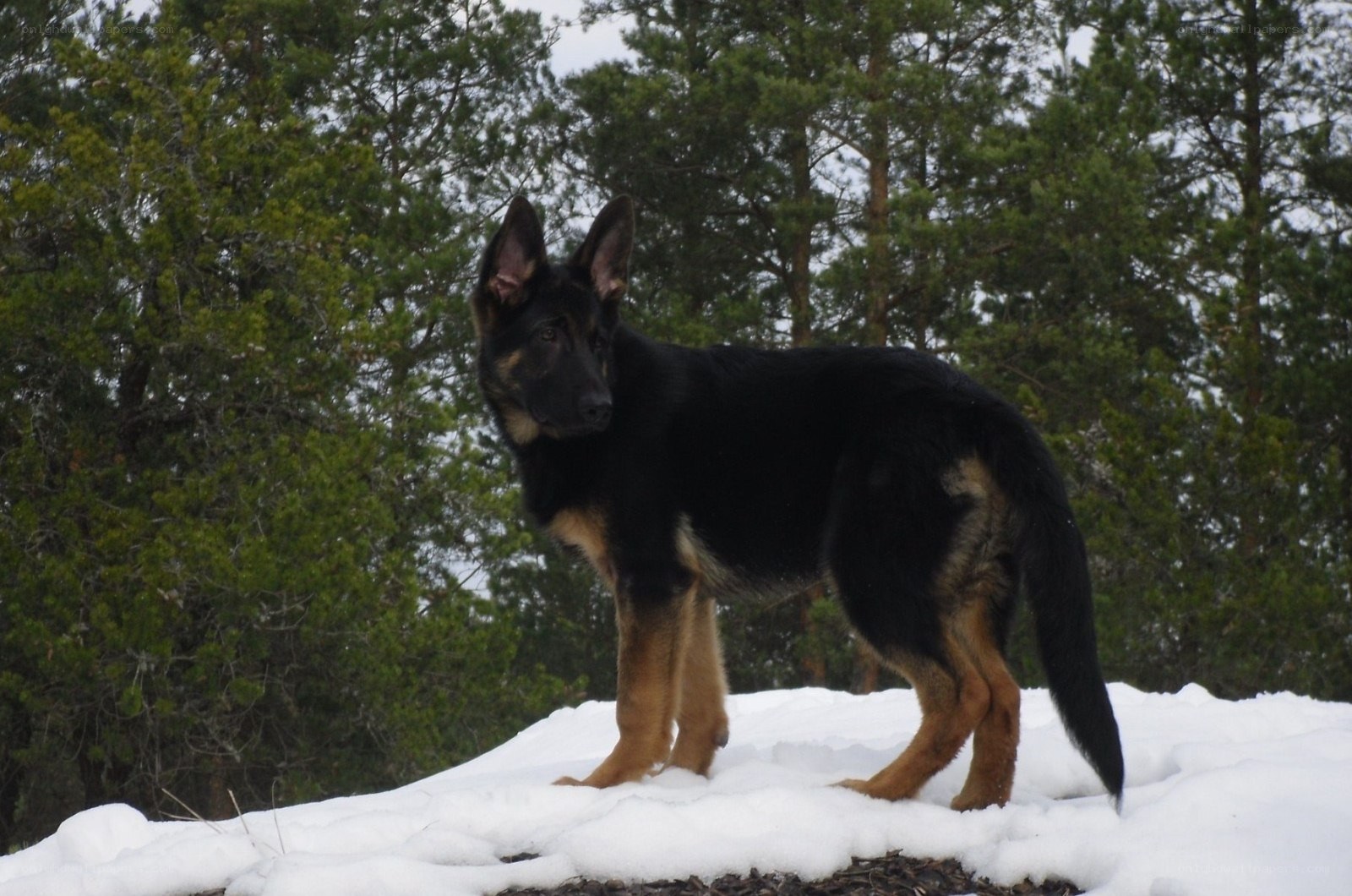 German Shepherd puppy in snow