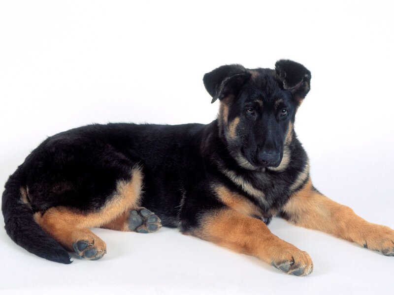 German Shepherd puppy lying down
