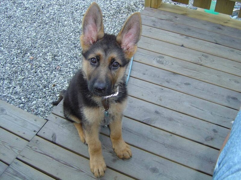 German Shepherd puppy on deck
