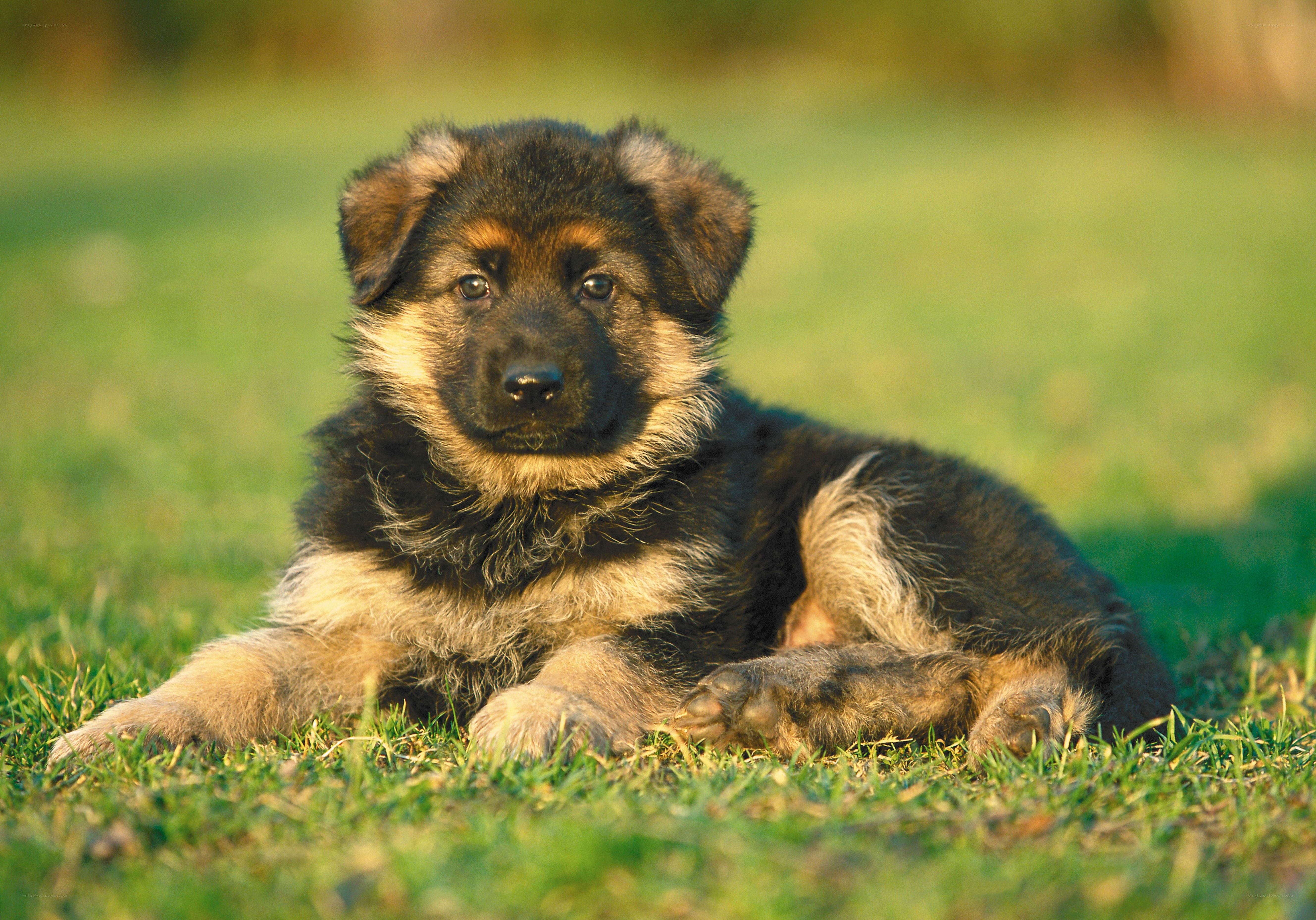 German Shepherd puppy on grass