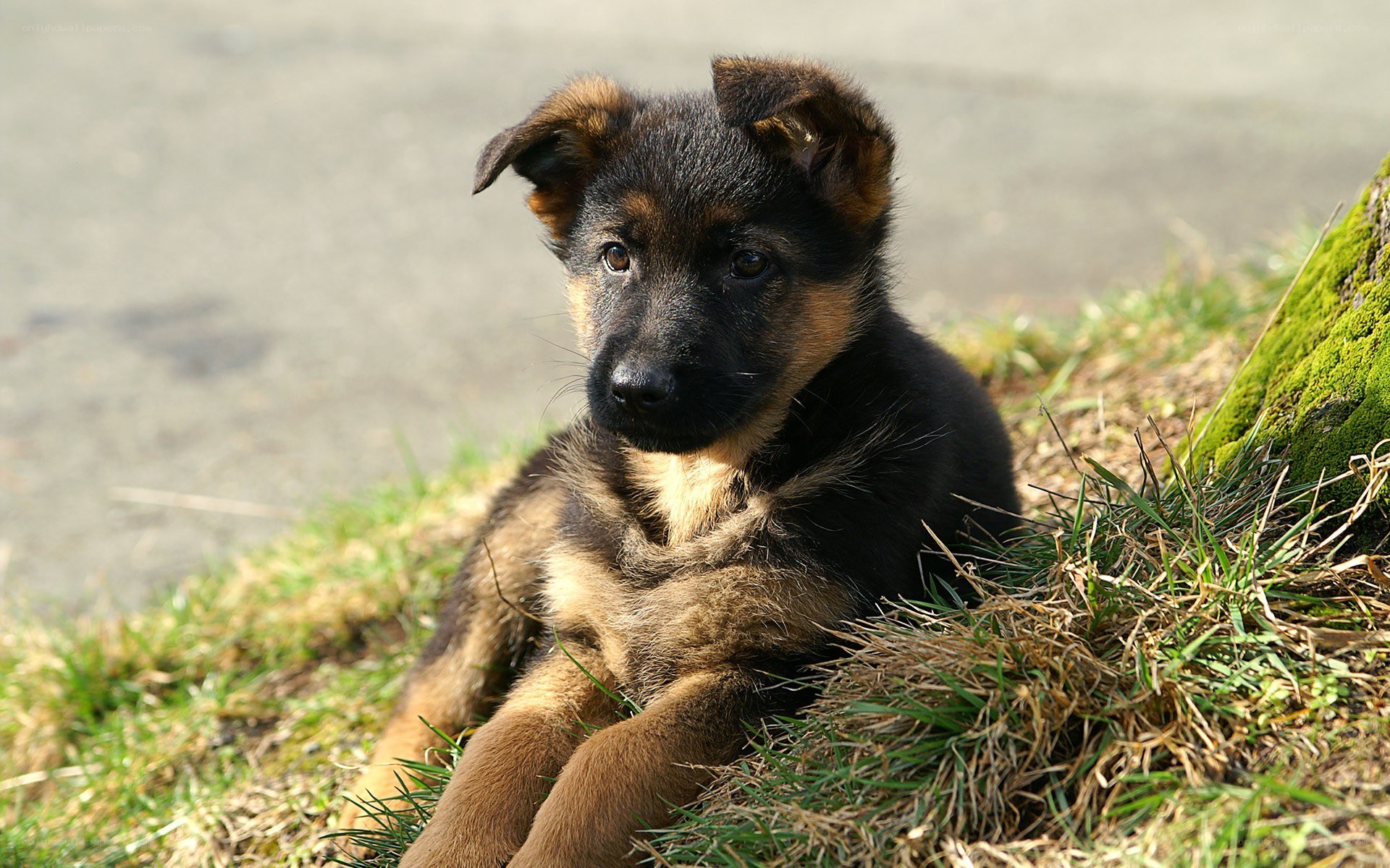 German Shepherd puppy outdoors