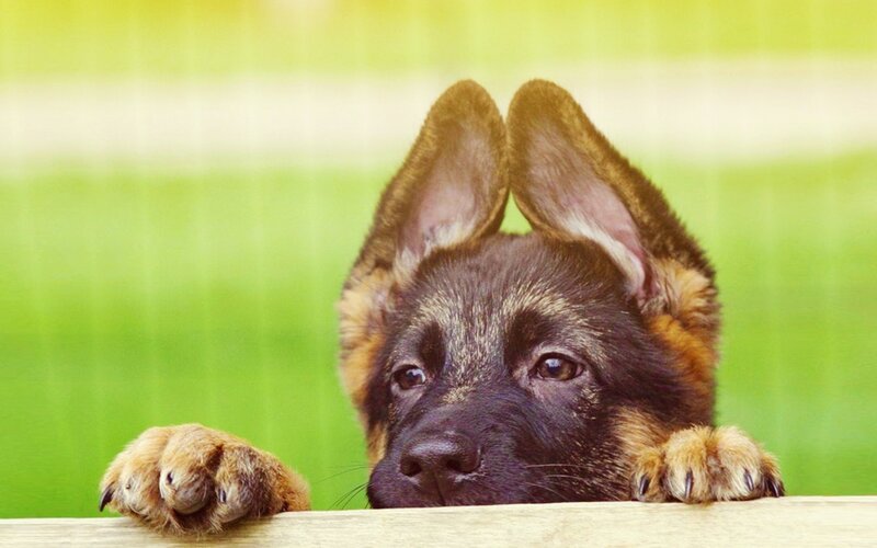 German Shepherd puppy peeking over fence