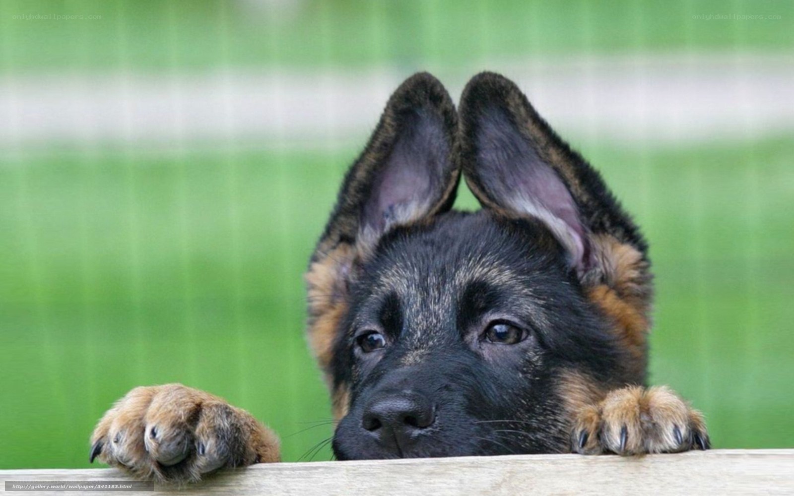 German Shepherd puppy peeking over fence