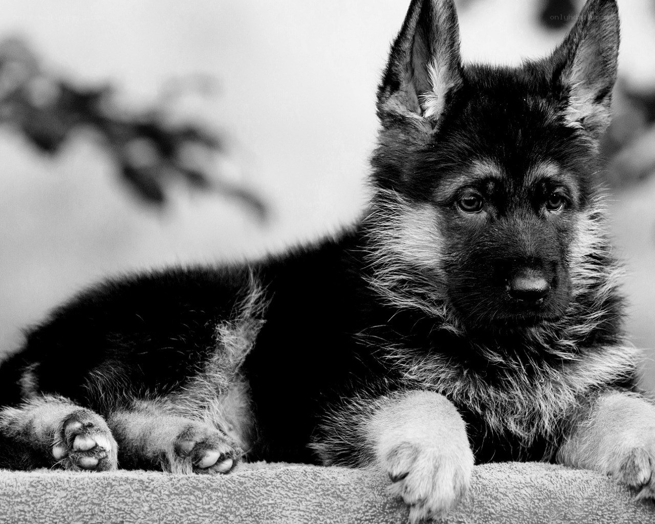 German Shepherd puppy portrait
