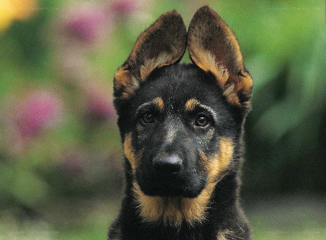 German Shepherd puppy portrait