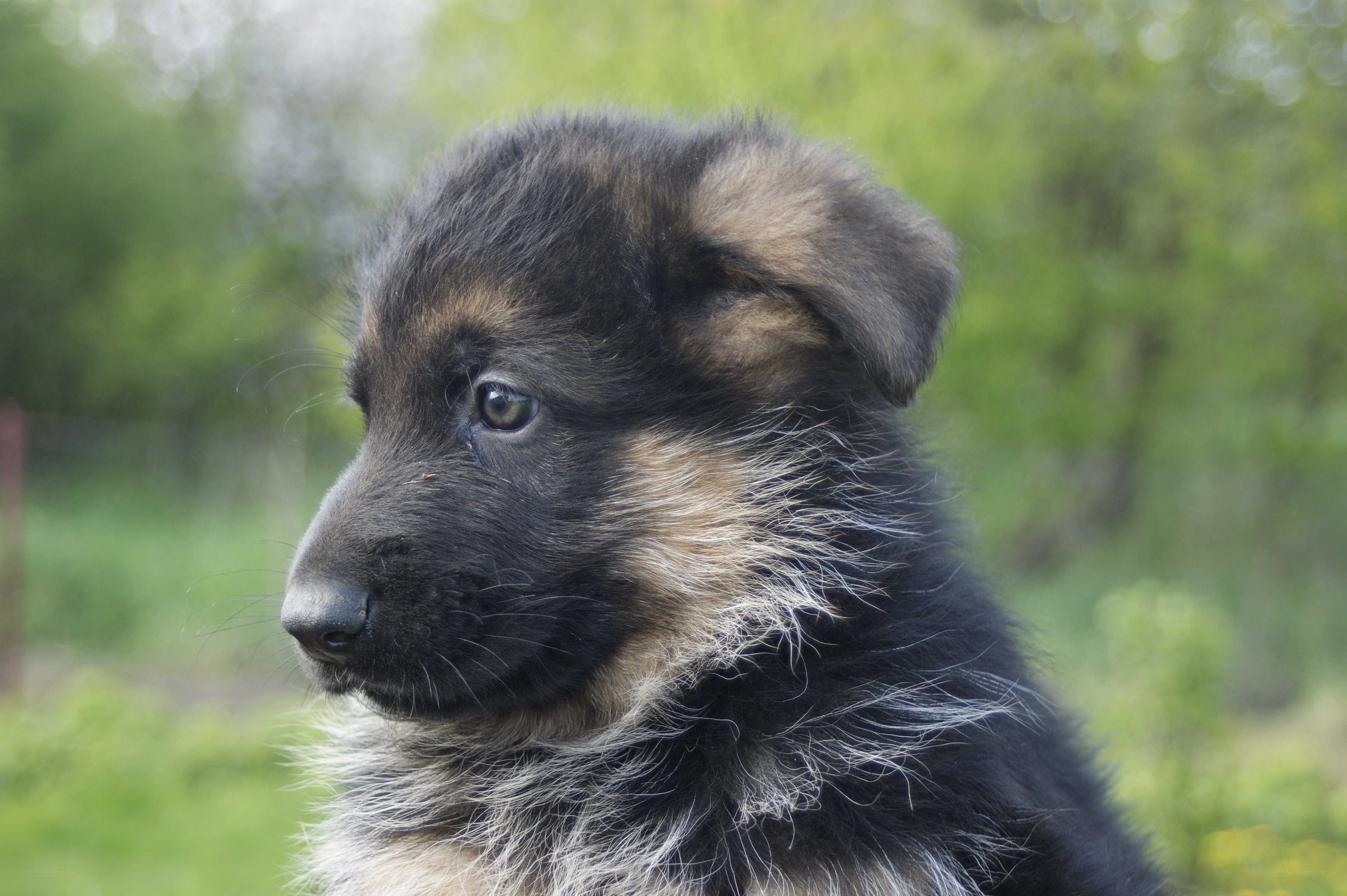 German Shepherd puppy portrait