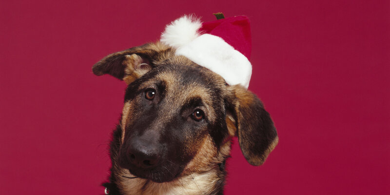 German Shepherd Puppy — Red, Festive