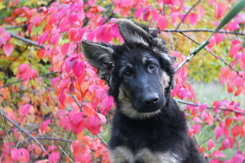 German Shepherd Puppy — Red