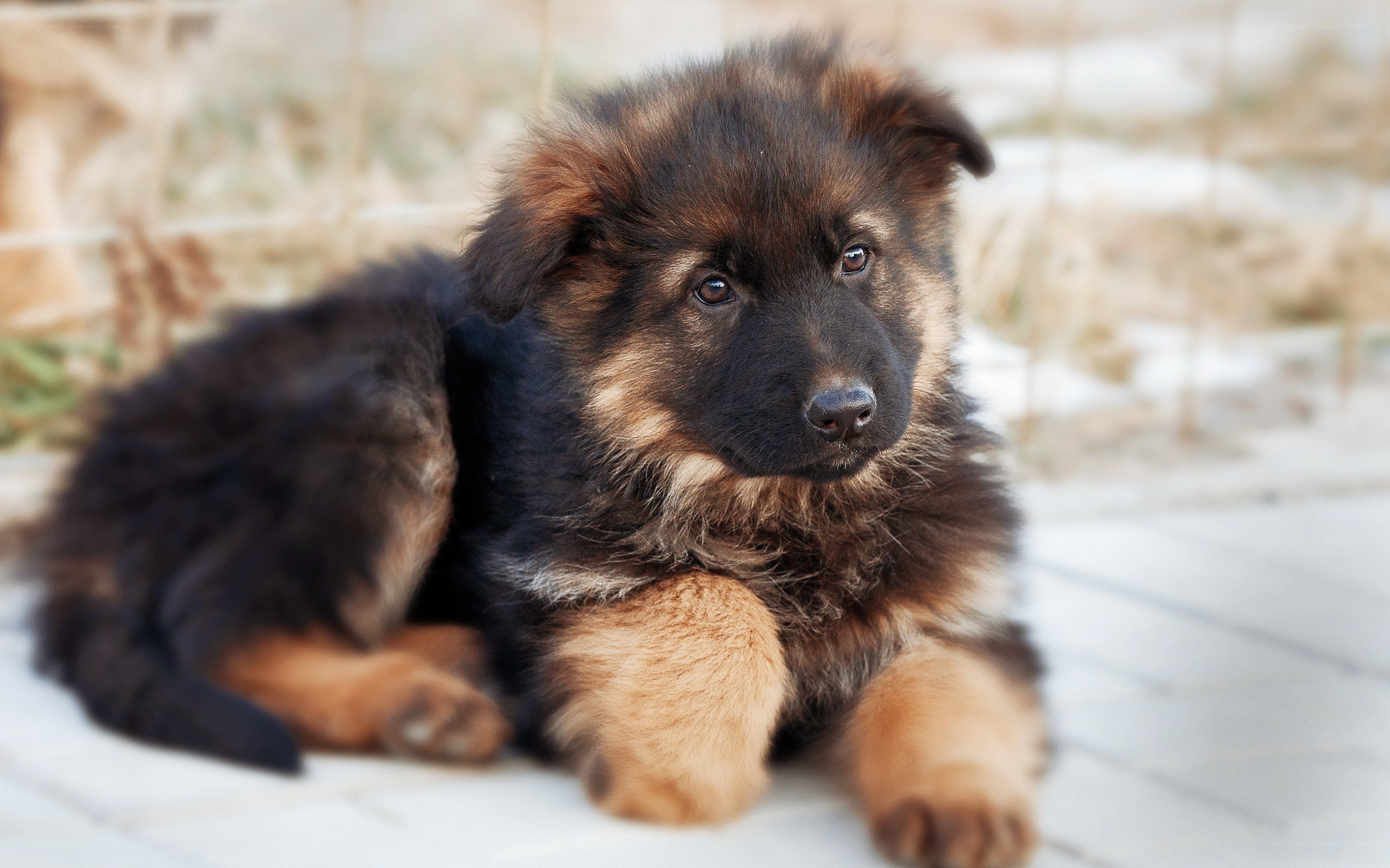 German Shepherd puppy resting
