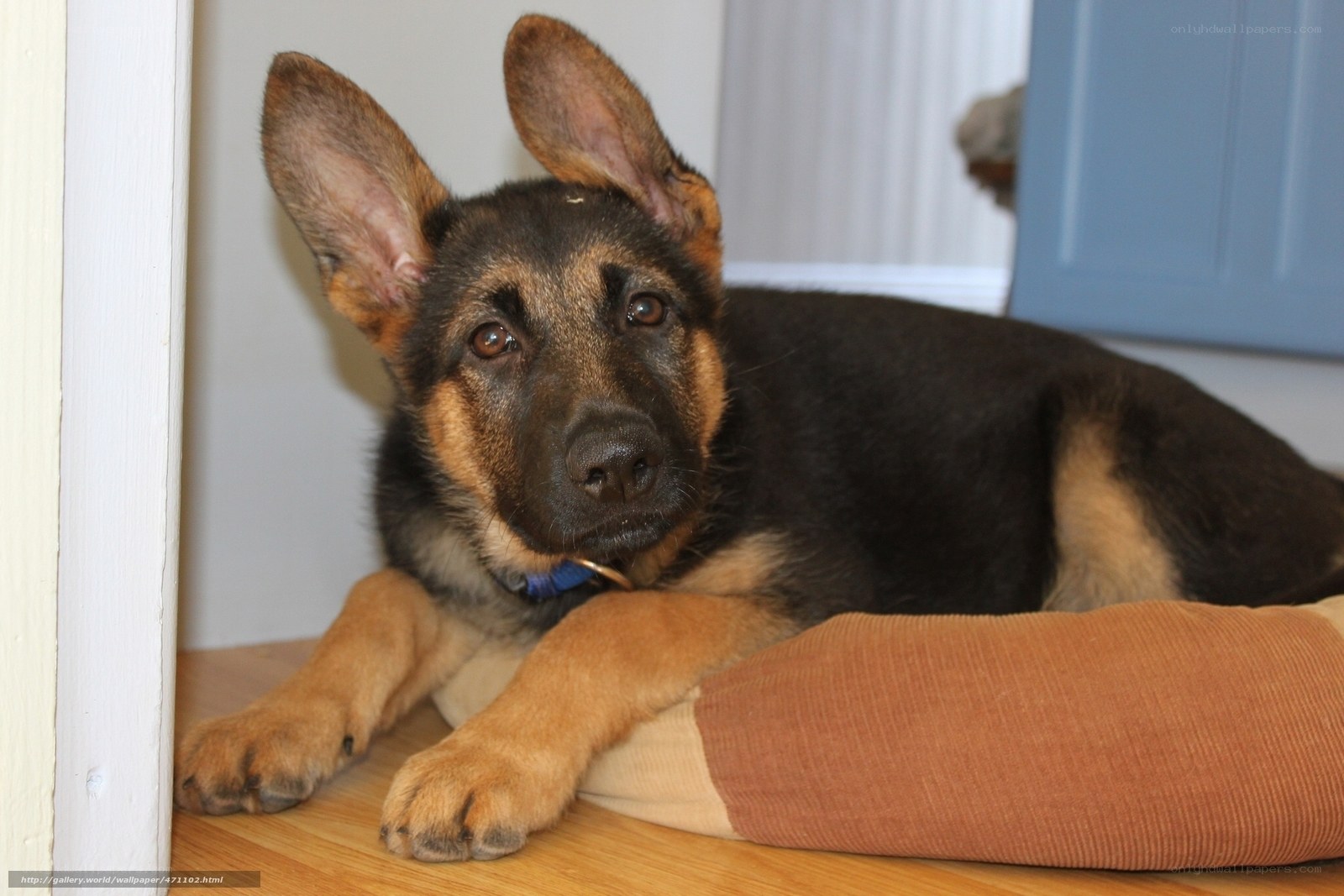 German Shepherd puppy resting