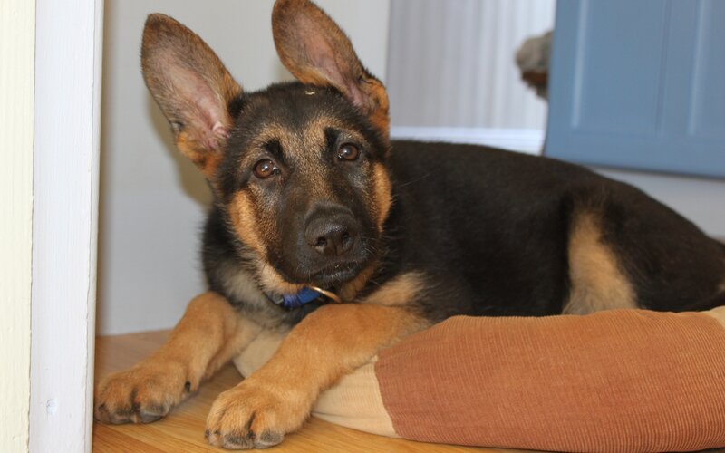 German Shepherd puppy resting
