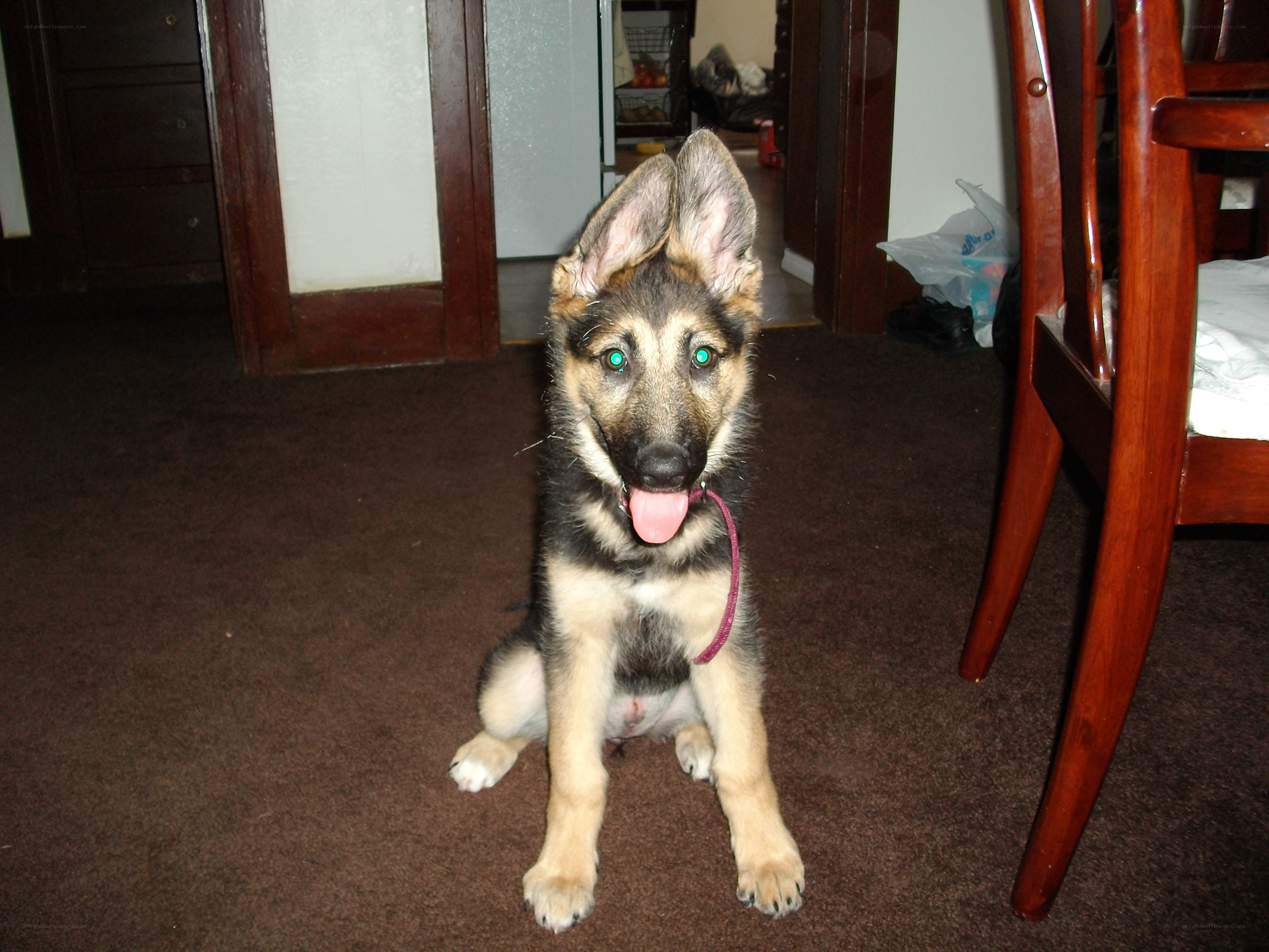 German Shepherd puppy sitting