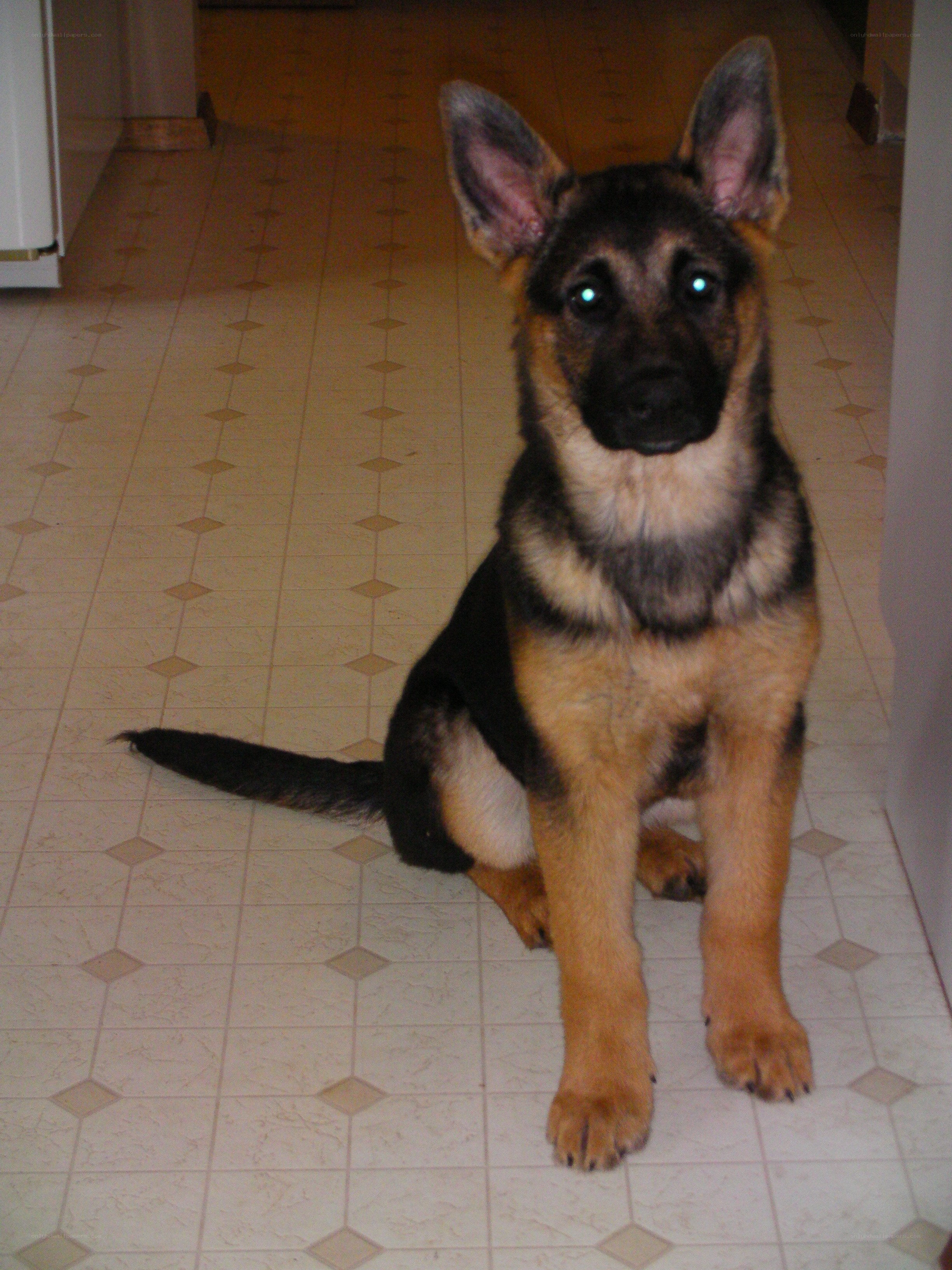 German Shepherd puppy sitting