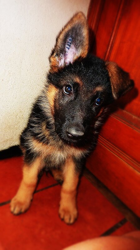 German Shepherd puppy