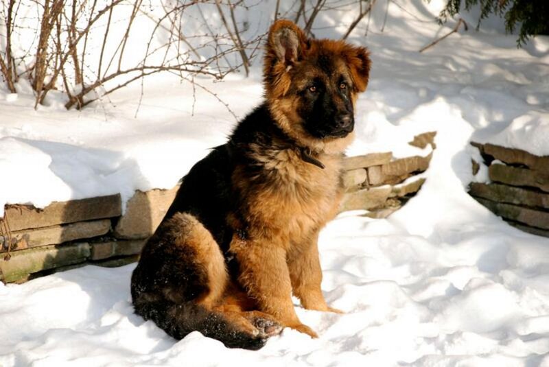 German Shepherd Puppy — White, Calm