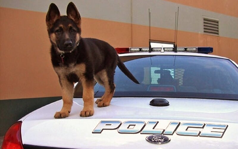 German Shepherd Puppy — White, Neutral, Afternoon