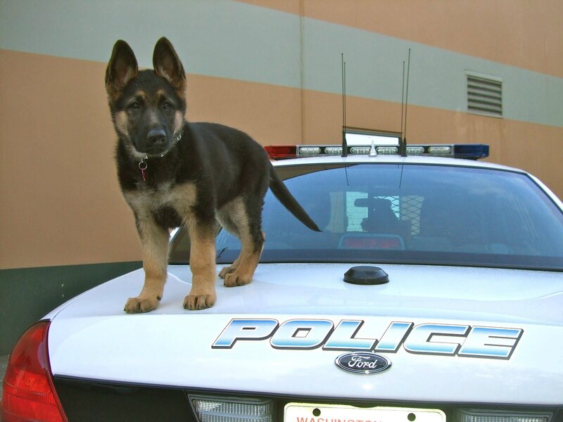 German Shepherd Puppy — White, Neutral