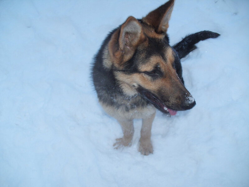 German Shepherd Puppy — White