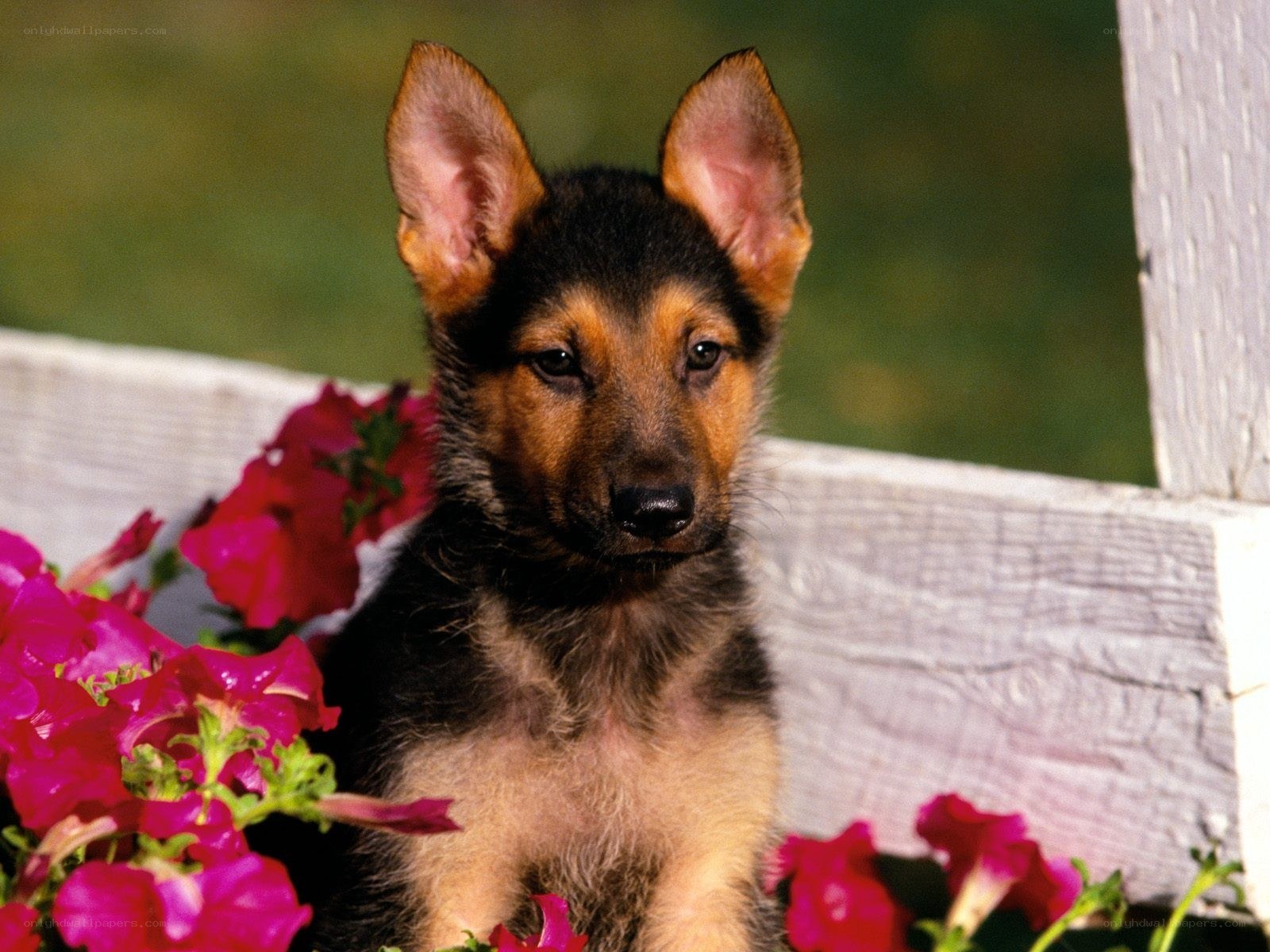 German Shepherd puppy with flowers