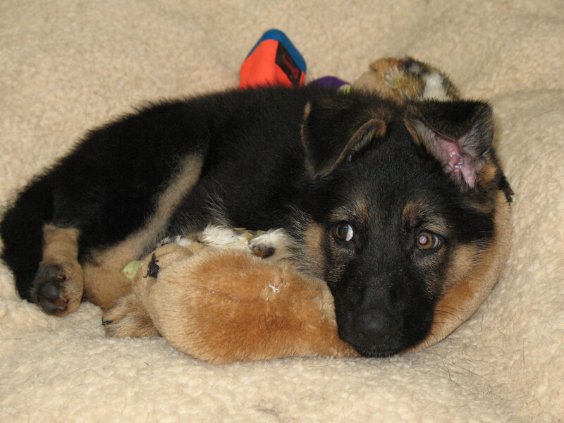 German Shepherd puppy with toy