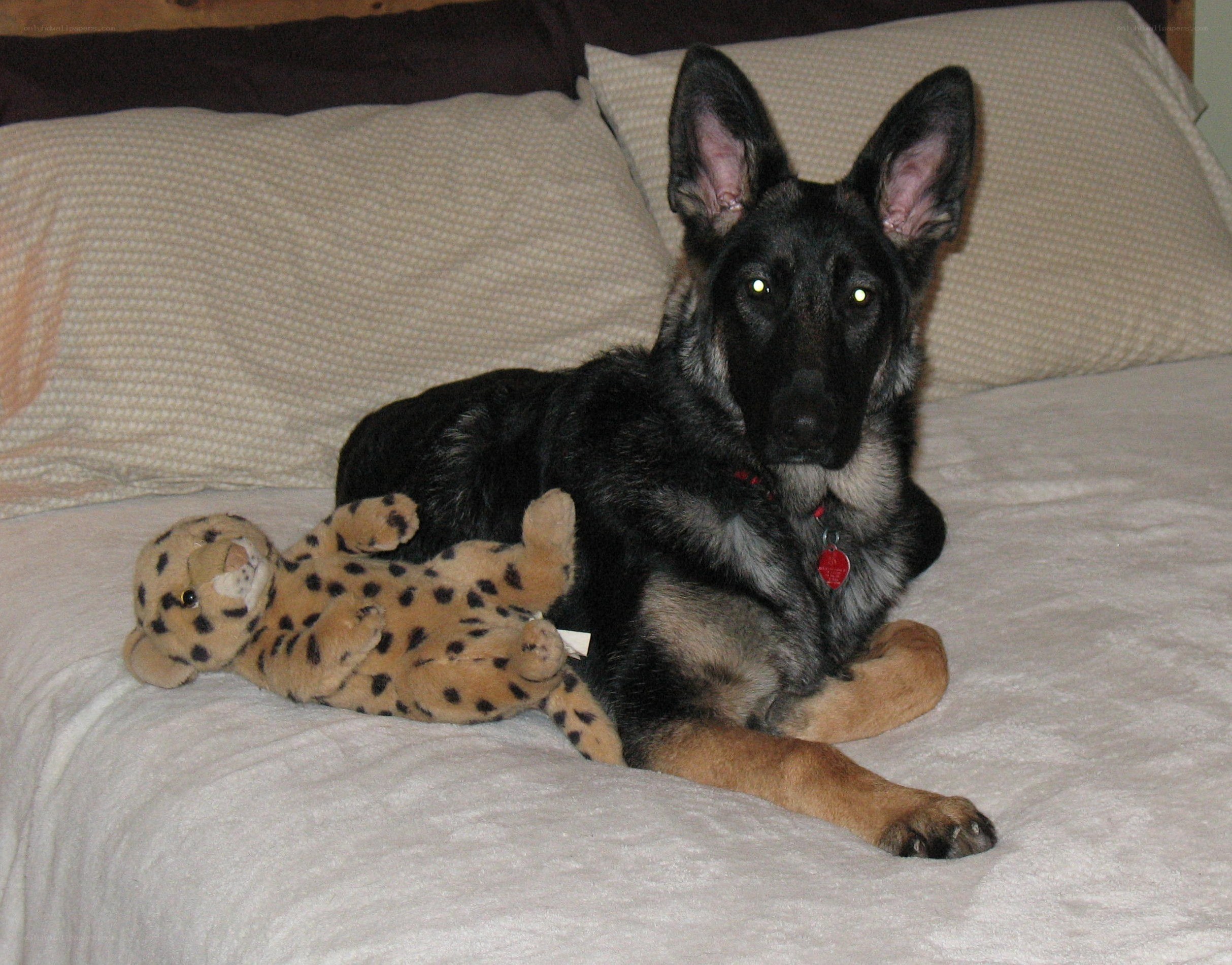 German Shepherd puppy with toy