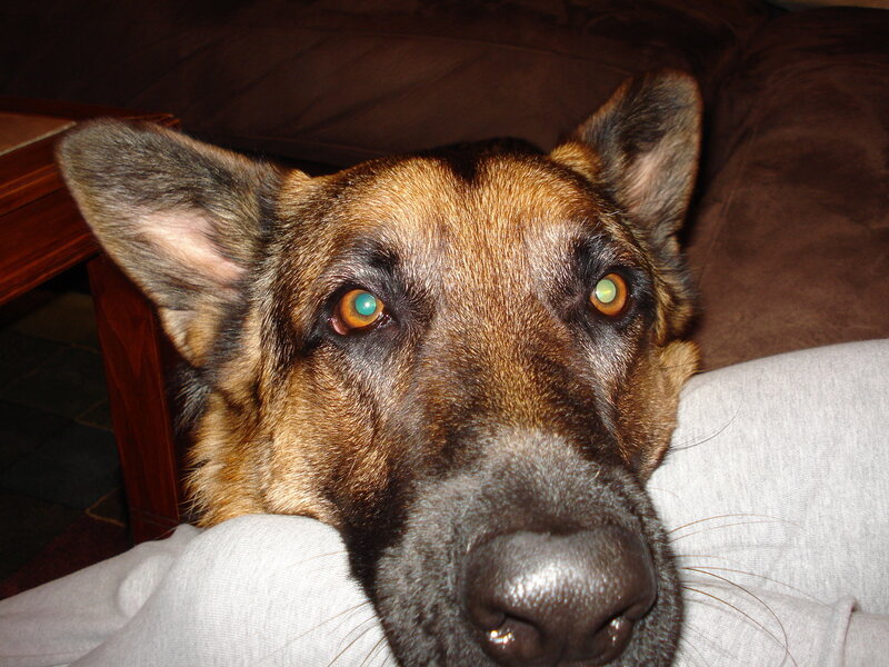 German Shepherd resting on a couch